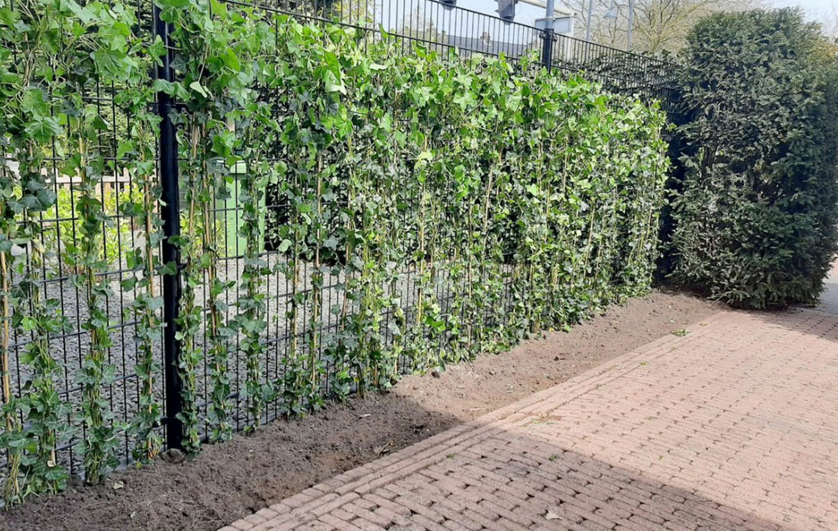 DSM hekwerk hedera