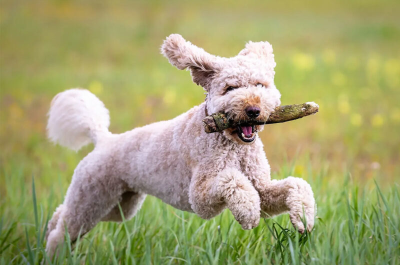 bang voor honden