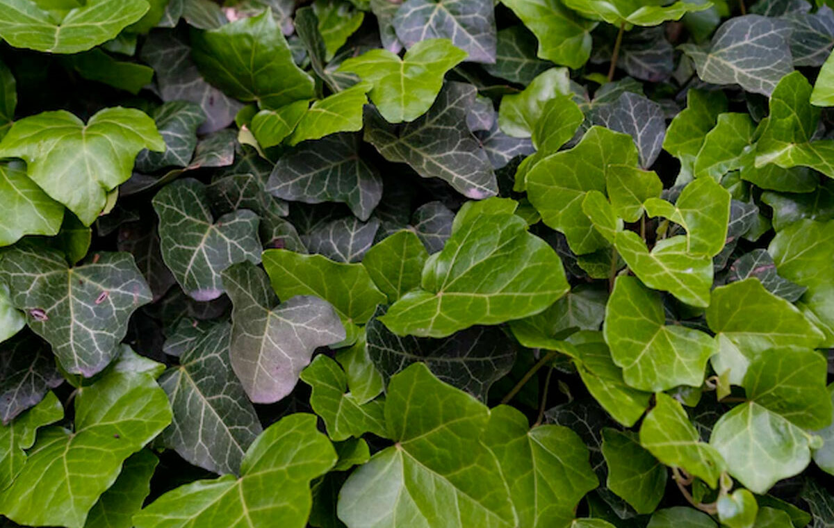 Hedera de Klimop