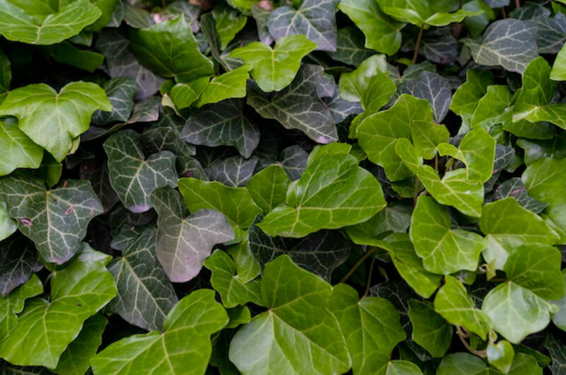 Hedera de Klimop
