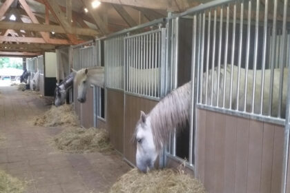 Kopen van een paardenbox