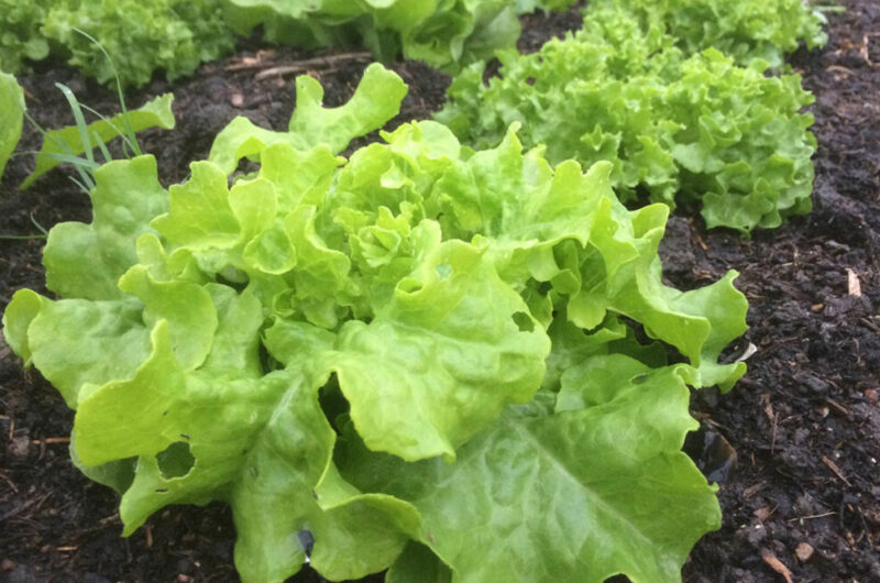 Sla in de moestuin