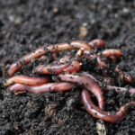wat is wormencompost