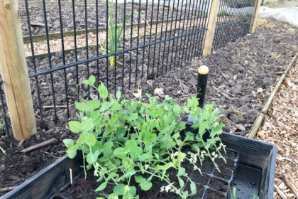 Groente kweken in moestuin