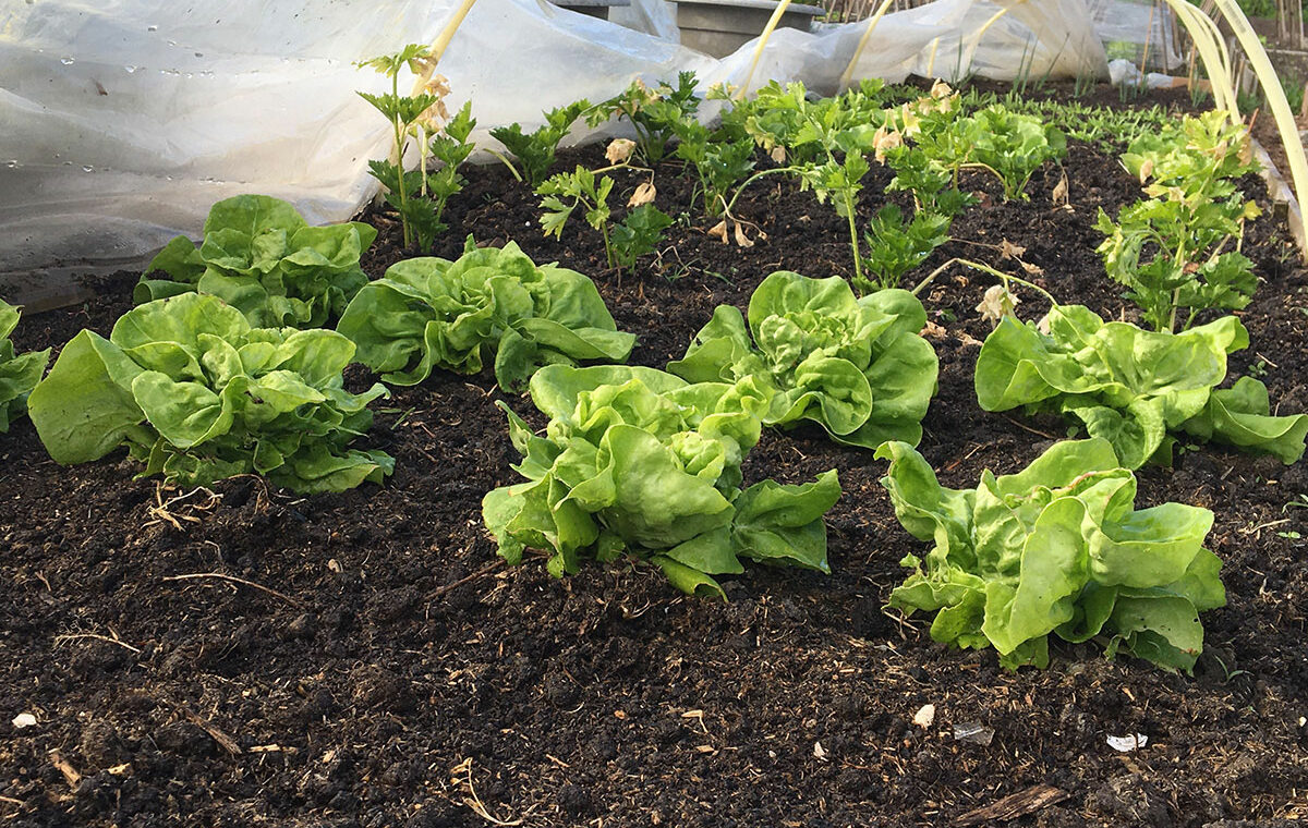 moestuin