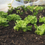 moestuinieren