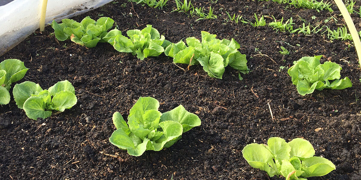 Moestuinieren op budget