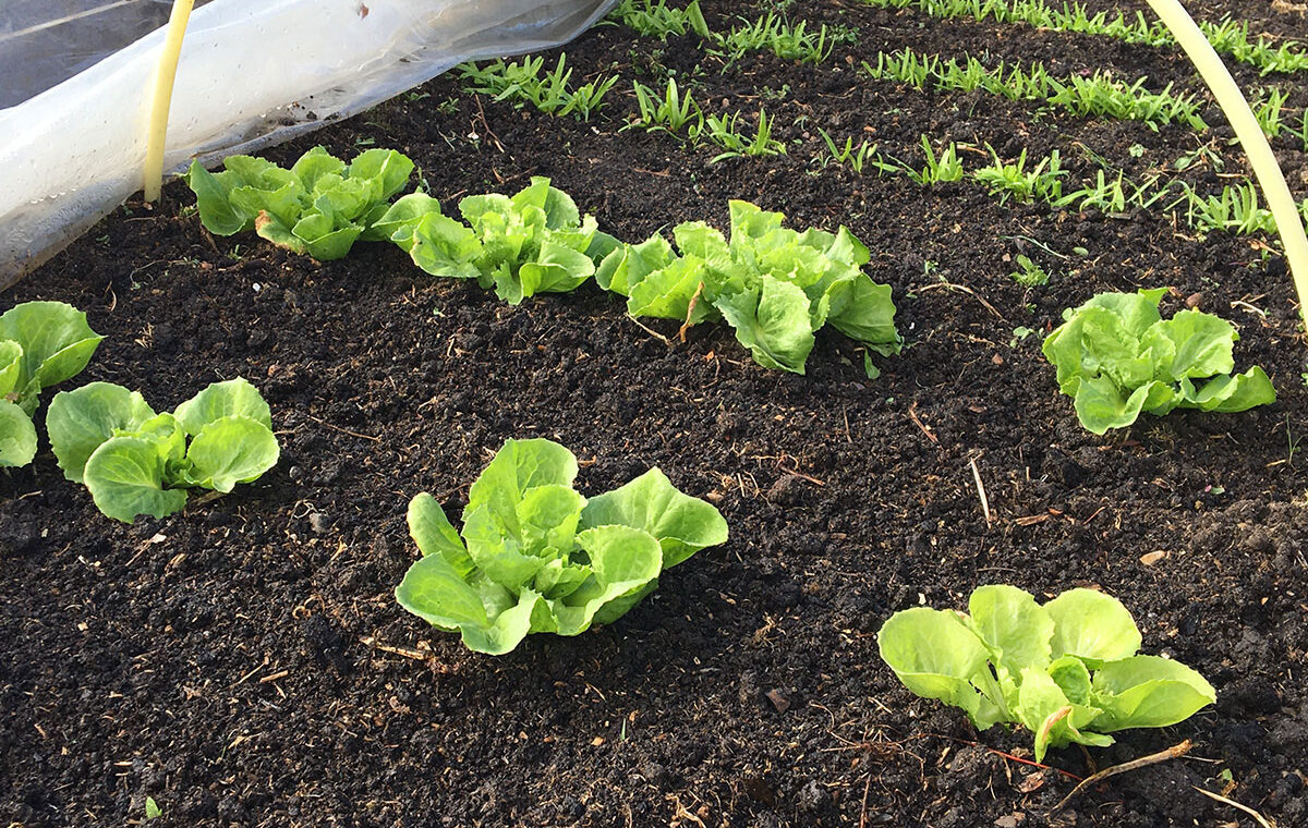 Moestuinieren op budget