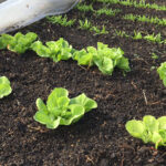 Moestuinieren op budget