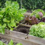 Moestuinieren op hoogte