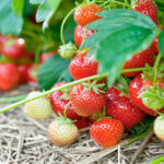 aardbeien kweken