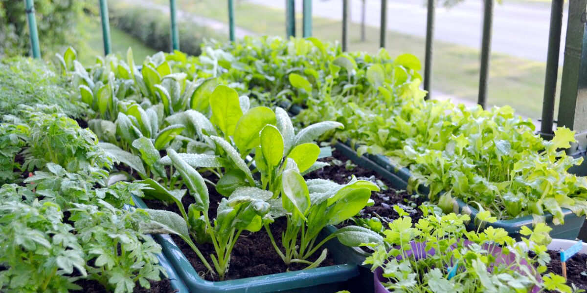 balkon moestuin tips