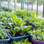 balkon moestuin tips