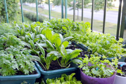 balkon moestuin tips