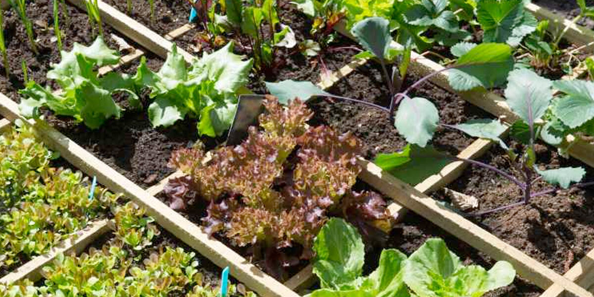 Moestuin beginnen in maart