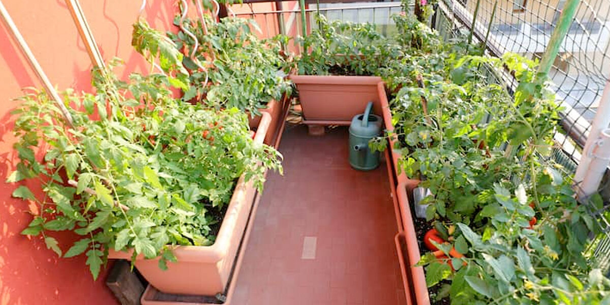Moestuin beginnen op balkon