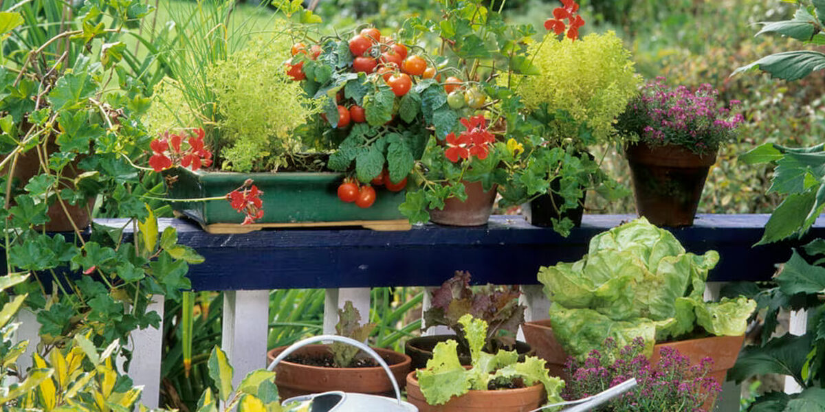 Moestuin op het balkon