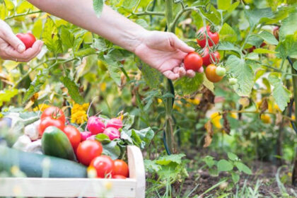 Blogs over een moestuin