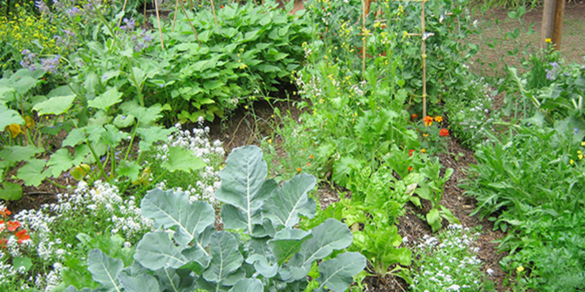 Een moestuin beginnen boek