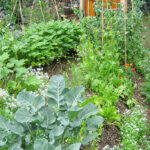 Een moestuin beginnen boek