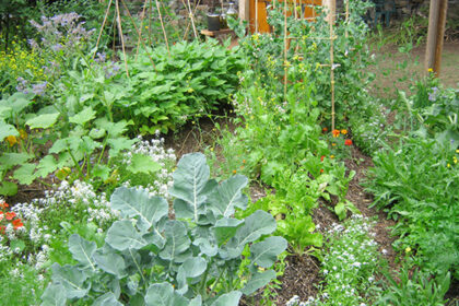 Een moestuin beginnen boek