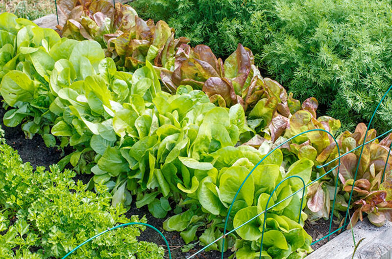 Hoe begin je een moestuin