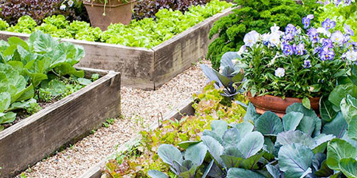 kun je een moestuin beginnen in eigen tuin