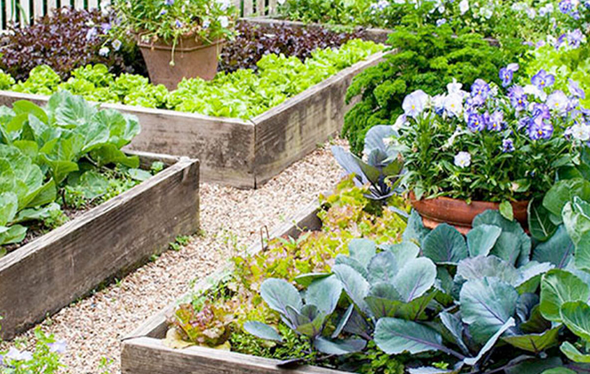 kun je een moestuin beginnen in eigen tuin