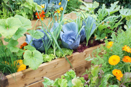 Moestuin beginnen voor dummies