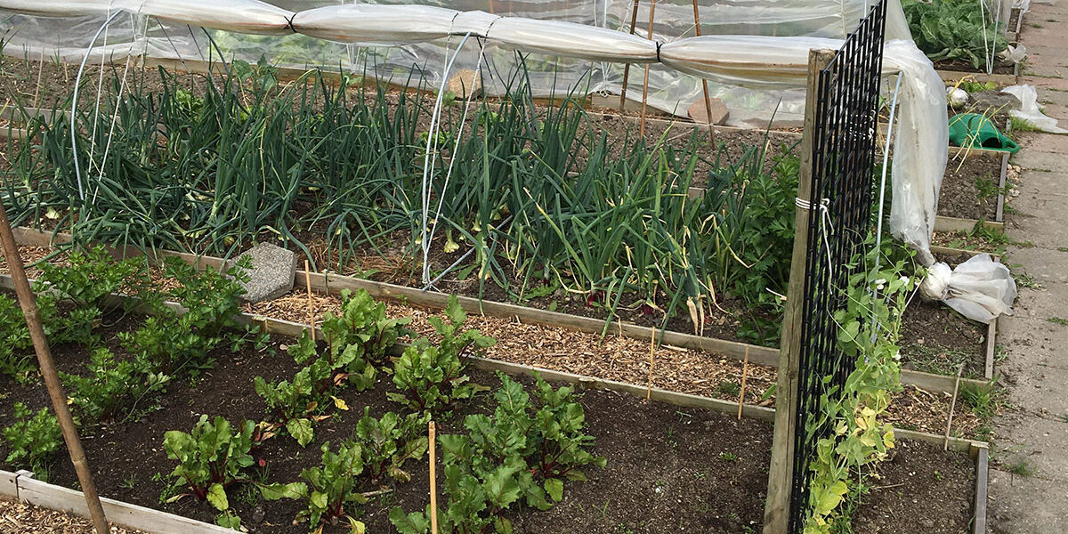 Waar begin je een moestuin