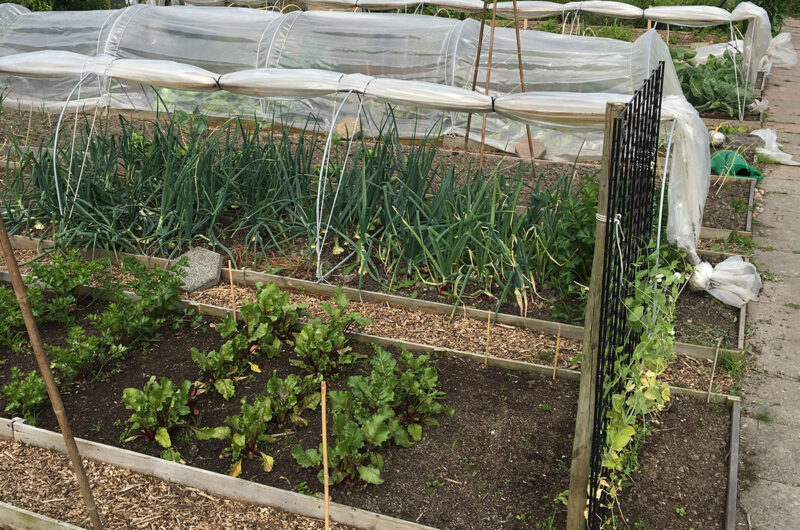 Waar begin je een moestuin