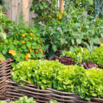 Wat is een moestuin