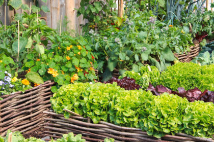 Wat is een moestuin