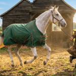 Goedkope paardendekens kopen