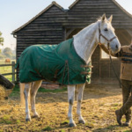 Hoe dik moet een deken voor een paard zijn