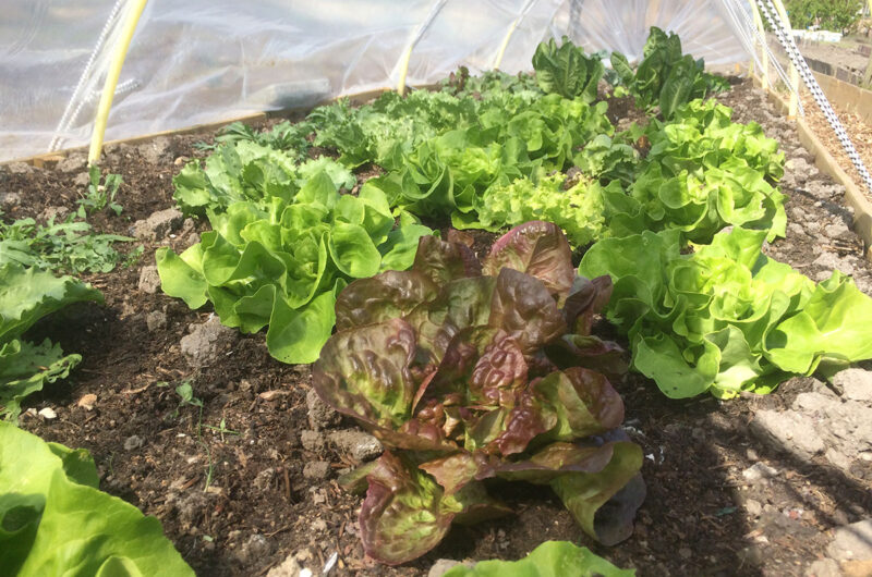 Hoeveel moestuin heb ik nodig voor vier personen
