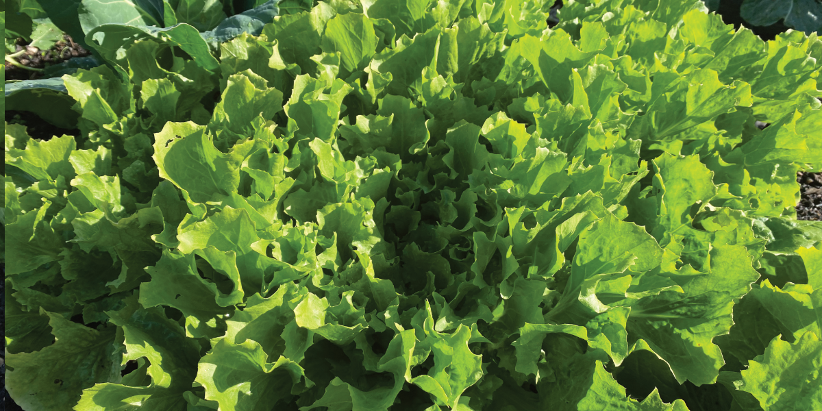 Moestuin op dakterras
