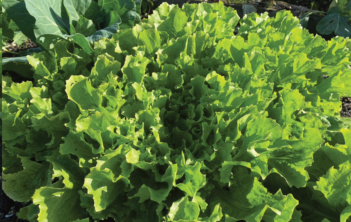 Moestuin op dakterras