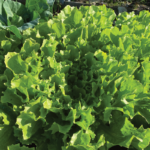 Moestuin op dakterras
