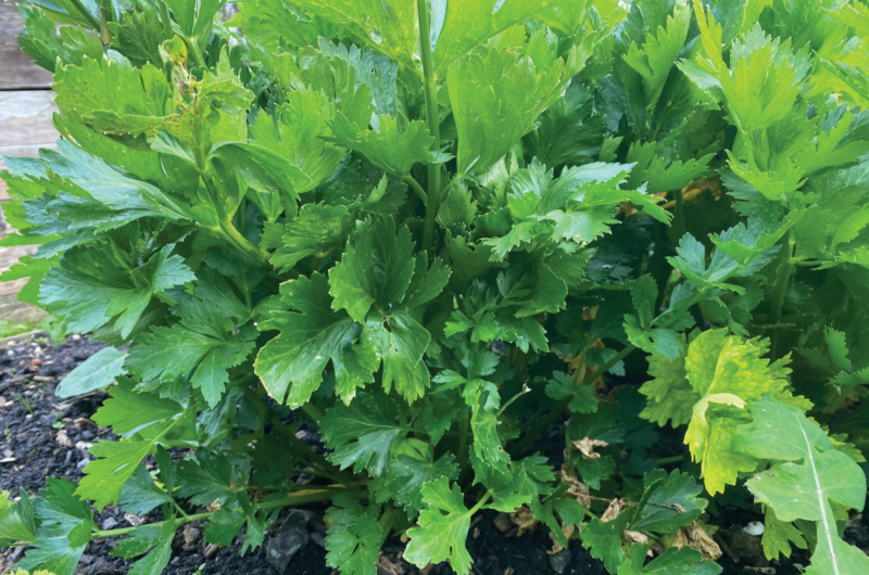 Moestuin op terras