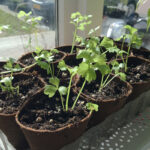sterke balkonplanten
