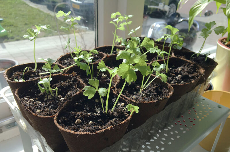 sterke balkonplanten
