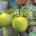 Welke balkonplanten hebben weinig onderhoud nodig