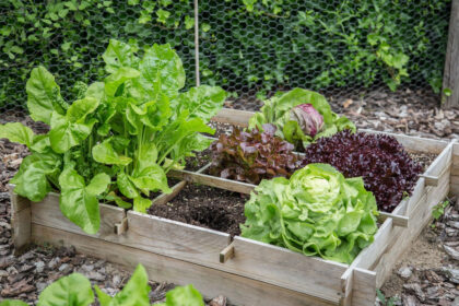 5 dingen die je moest weten op voor een moestuin op je dakterras