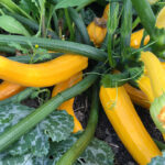 Moestuin op dakterras boek