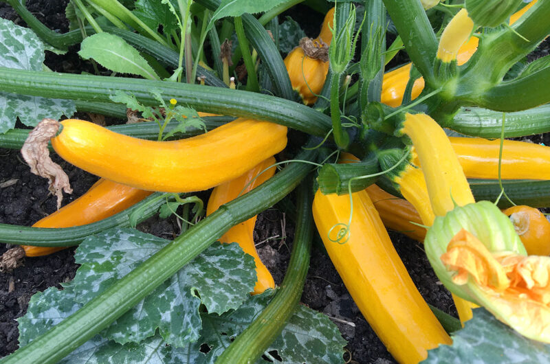 Moestuin op dakterras boek