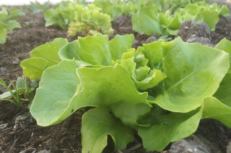 Moestuin op dakterras in de wind