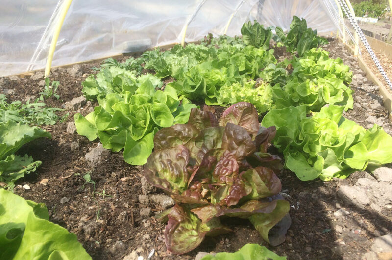 Tips voor een moestuin op een dakterras