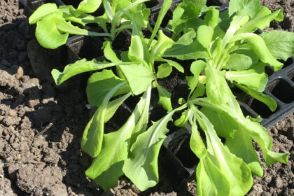 Verticale moestuin balkon