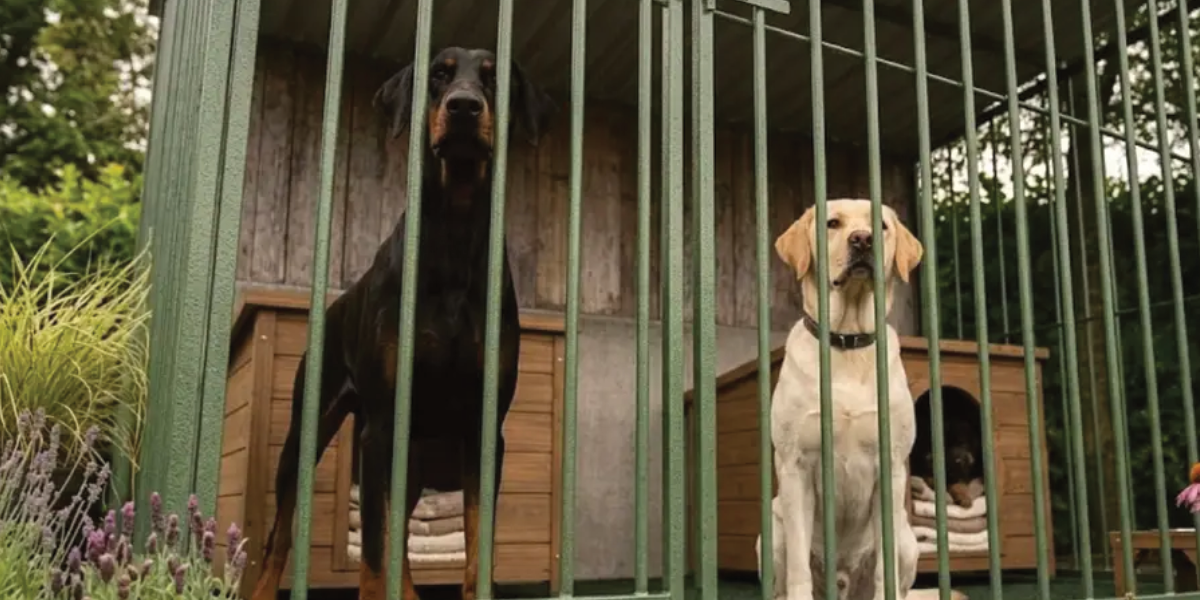 Stalen hondenkennel